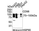 CD98 Antibody in Western Blot (WB)