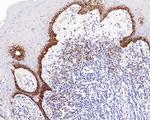 CD98 Antibody in Immunohistochemistry (Paraffin) (IHC (P))