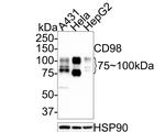 CD98 Antibody in Western Blot (WB)