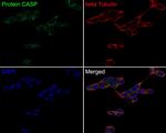 CUX1/Protein CASP Antibody in Immunocytochemistry (ICC/IF)