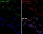 CUX1/Protein CASP Antibody in Immunocytochemistry (ICC/IF)
