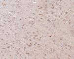 CUX1/Protein CASP Antibody in Immunohistochemistry (Paraffin) (IHC (P))