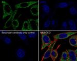 GRP78 Antibody in Immunocytochemistry (ICC/IF)