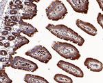 GRP78 Antibody in Immunohistochemistry (Paraffin) (IHC (P))