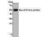 PIEZO1 Antibody in Western Blot (WB)