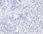 Chromogranin A Antibody in Immunohistochemistry (Paraffin) (IHC (P))