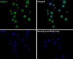 MSH2 Antibody in Immunocytochemistry (ICC/IF)