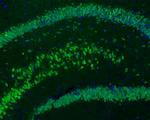 NeuN Antibody in Immunohistochemistry (Frozen) (IHC (F))