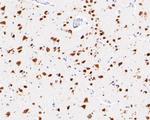 NeuN Antibody in Immunohistochemistry (Paraffin) (IHC (P))