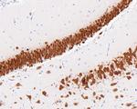 NeuN Antibody in Immunohistochemistry (Paraffin) (IHC (P))