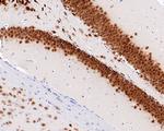 NeuN Antibody in Immunohistochemistry (Paraffin) (IHC (P))