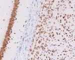 NeuN Antibody in Immunohistochemistry (Paraffin) (IHC (P))