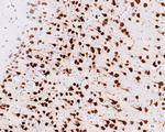 NeuN Antibody in Immunohistochemistry (Paraffin) (IHC (P))