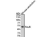 NeuN Antibody in Western Blot (WB)