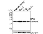 Bax Antibody in Western Blot (WB)