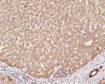 TMED9 Antibody in Immunohistochemistry (Paraffin) (IHC (P))