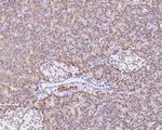 TMED9 Antibody in Immunohistochemistry (Paraffin) (IHC (P))