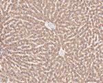 TMED9 Antibody in Immunohistochemistry (Paraffin) (IHC (P))