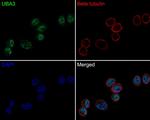 UBA3 Antibody in Immunocytochemistry (ICC/IF)