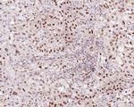 UBA3 Antibody in Immunohistochemistry (Paraffin) (IHC (P))