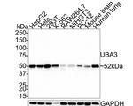 UBA3 Antibody in Western Blot (WB)