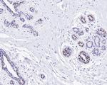 GATA3 Antibody in Immunohistochemistry (Paraffin) (IHC (P))