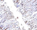 MCM6 Antibody in Immunohistochemistry (Paraffin) (IHC (P))