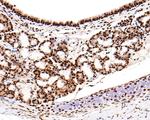 RBM3 Antibody in Immunohistochemistry (Paraffin) (IHC (P))