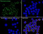 Myeloperoxidase Antibody in Immunocytochemistry (ICC/IF)