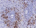 Myeloperoxidase Antibody in Immunohistochemistry (Paraffin) (IHC (P))