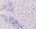 Myeloperoxidase Antibody in Immunohistochemistry (Paraffin) (IHC (P))