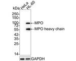 Myeloperoxidase Antibody in Western Blot (WB)