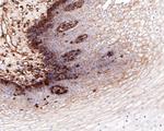 CD99 Antibody in Immunohistochemistry (Paraffin) (IHC (P))