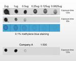 N6-Methyladenosine (m6A) Antibody in Dot Blot (DB)