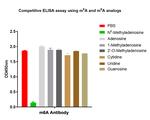 N6-Methyladenosine (m6A) Antibody in ELISA (ELISA)