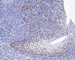 SOX2 Antibody in Immunocytochemistry (ICC/IF)