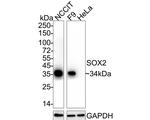 SOX2 Antibody in Immunohistochemistry (Paraffin) (IHC (P))