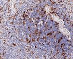 CD13 Antibody in Immunohistochemistry (Paraffin) (IHC (P))