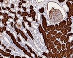 CD13 Antibody in Immunohistochemistry (Paraffin) (IHC (P))