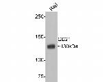 CD21 Antibody in Western Blot (WB)