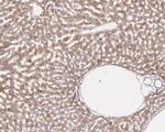 SQSTM1 Antibody in Flow Cytometry (Flow)