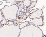 Thyroid Peroxidase Antibody in Immunohistochemistry (Paraffin) (IHC (P))