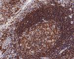 CSF1R Antibody in Immunohistochemistry (Paraffin) (IHC (P))