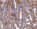 CSF1R Antibody in Immunohistochemistry (Paraffin) (IHC (P))