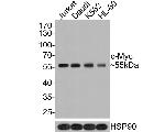 c-Myc Antibody in Western Blot (WB)