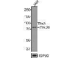 TBX3 Antibody in Western Blot (WB)