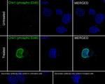 Phospho-CHK1 (Ser345) Antibody in Immunocytochemistry (ICC/IF)