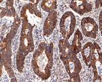 RMP Antibody in Immunohistochemistry (Paraffin) (IHC (P))