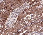 RMP Antibody in Immunohistochemistry (Paraffin) (IHC (P))