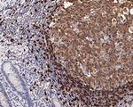 TCL1A Antibody in Immunohistochemistry (Paraffin) (IHC (P))